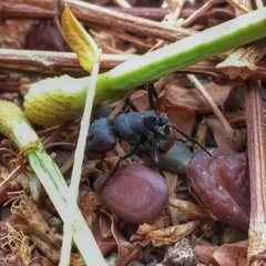 Camponotus sericeus