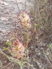 Dyerophytum africanum image