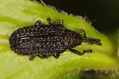 Microrhopala excavata