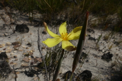 Bobartia filiformis
