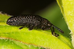 Microrhopala excavata