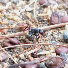 Camponotus sericeus