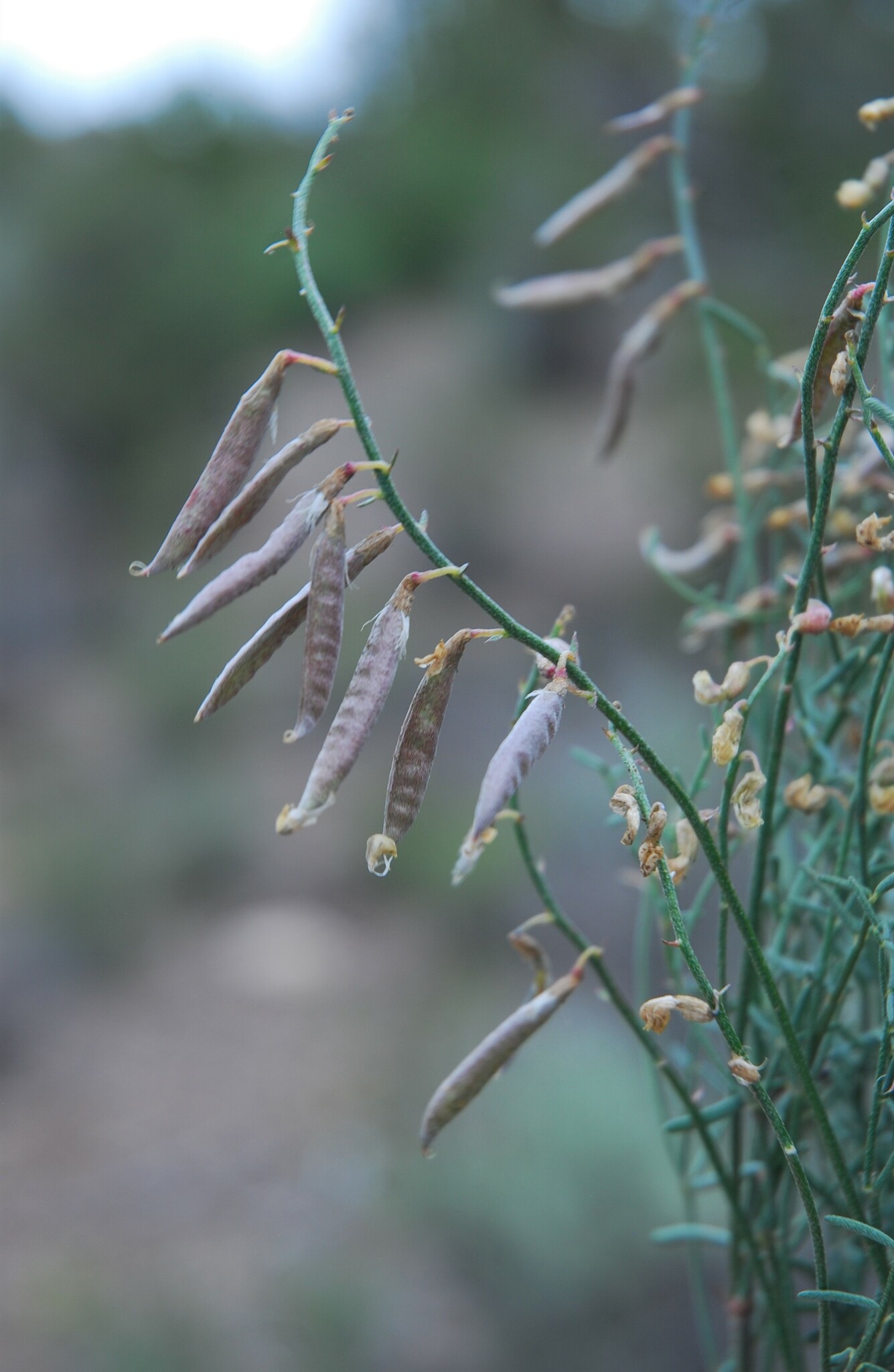 Astragalus titanophilus