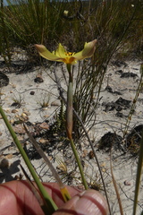 Bobartia filiformis
