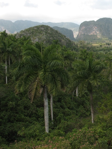Roystonea regia