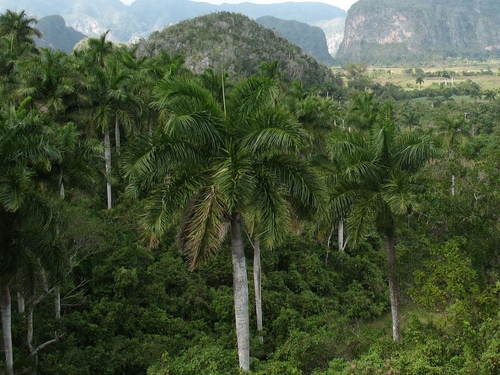 Roystonea regia