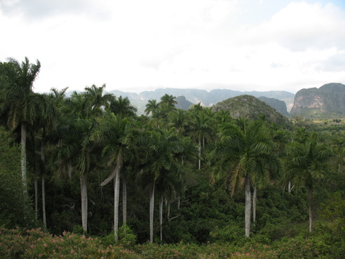 Roystonea regia