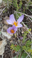 Crocus