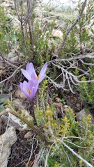 Crocus