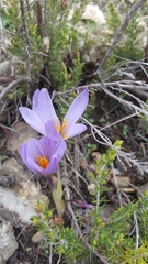 Crocus