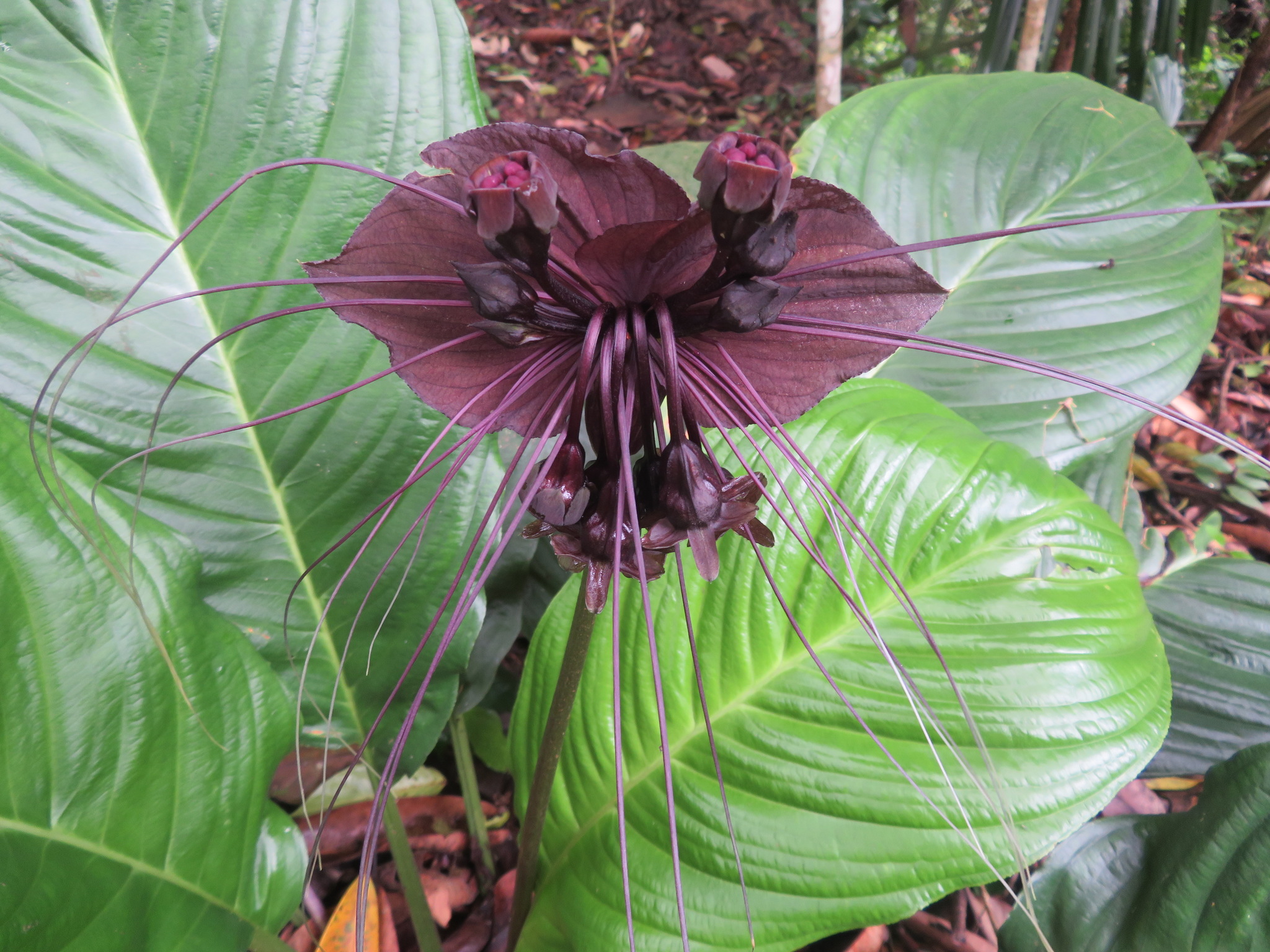 Black Bat Flower (Tacca chantrieri) · iNaturalist Canada