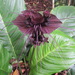Tacca chantrieri - Photo (c) belvedere04, μερικά δικαιώματα διατηρούνται (CC BY), uploaded by belvedere04