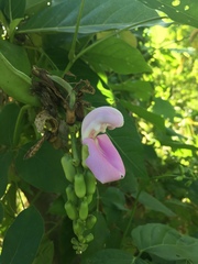 Canavalia cathartica