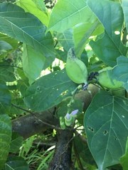 Canavalia cathartica