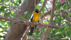 Icterus leucopteryx
