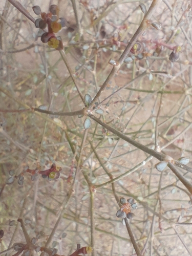 Image of Euphorbia glanduligera by no rights reserved