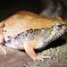 Mihintale Red Narrow-mouthed Frog - Photo (c) Tom Kirschey, some rights reserved (CC BY-NC), uploaded by Tom Kirschey