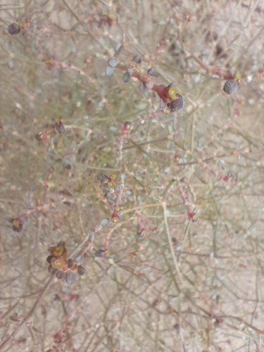 Image of Euphorbia glanduligera by no rights reserved