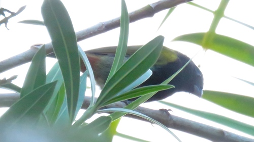 Yellow-shouldered Grassquit (Loxipasser anoxanthus), photo 6
