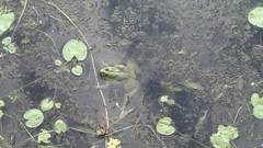 Euphlyctis hexadactyla