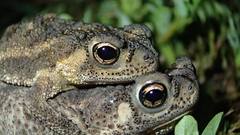 Duttaphrynus noellerti