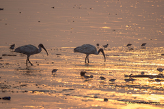 Threskiornis melanocephalus