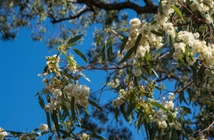 Eucalyptus crebra