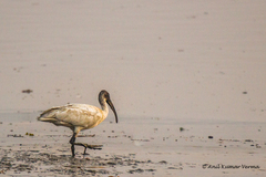 Threskiornis melanocephalus