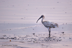 Threskiornis melanocephalus