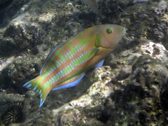 Thalassoma trilobatum