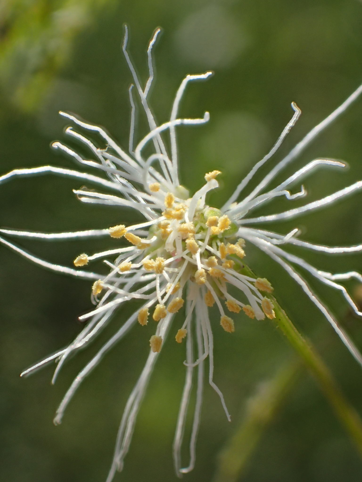 Desmanthus virgatus