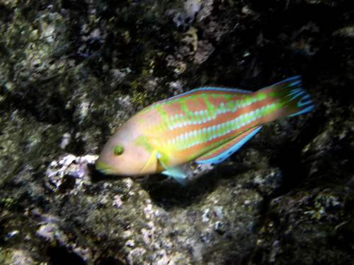 Christmas Wrasse