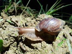 Lissachatina immaculata