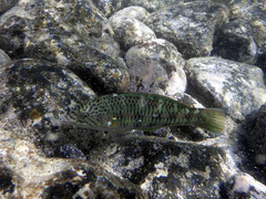 Thalassoma trilobatum
