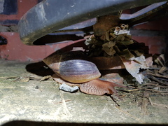 Lissachatina immaculata