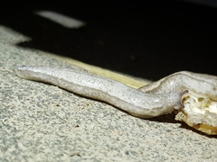 Meghimatium bilineatum