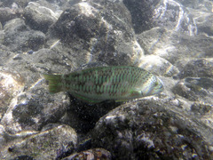 Thalassoma trilobatum