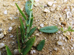 Psoralea monophylla