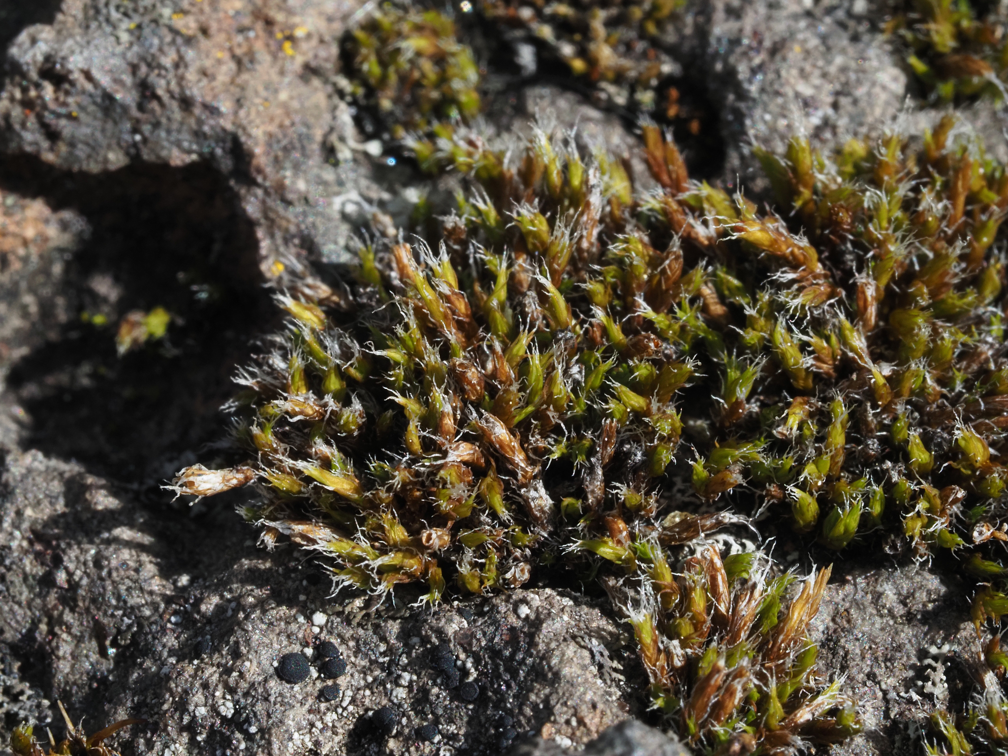 Schistidium frigidum