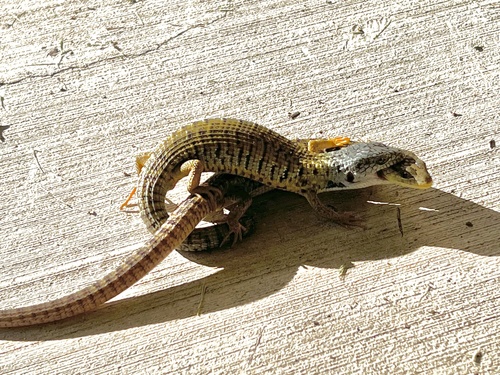 iNaturalist observation photo of Northern Alligator Lizard