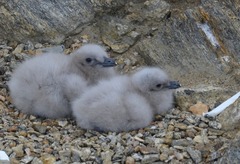 South Polar Skua photo 5