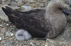 South Polar Skua photo 4