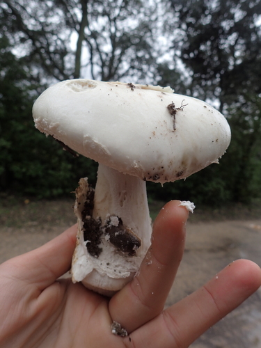 Amanita ovoidea image