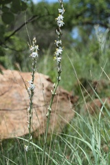 Chlorophytum bowkeri