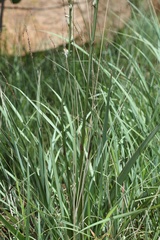 Chlorophytum bowkeri