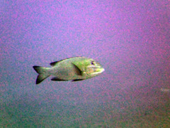 Lethrinidae