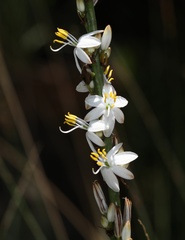 Chlorophytum bowkeri