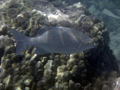 Kyphosus cinerascens