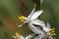 Chlorophytum bowkeri