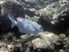 Kyphosus cinerascens